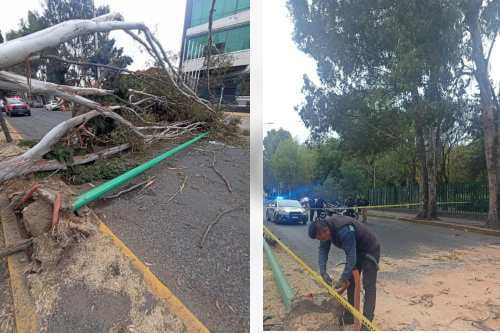 Vientos huracanados derrumban arbol en Toluca